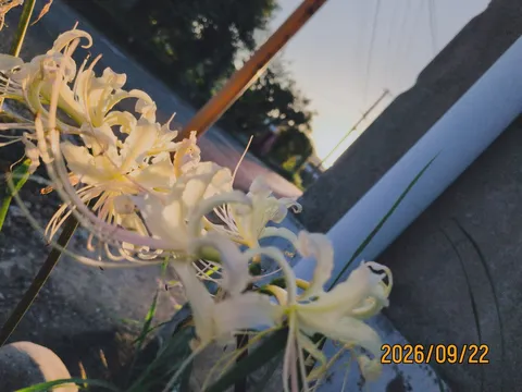 夕暮れを彩る白い花