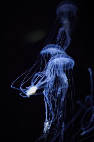 静寂の深海、光を纏うクラゲの舞