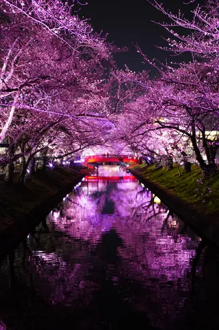 幻想的な夜桜リフレクション