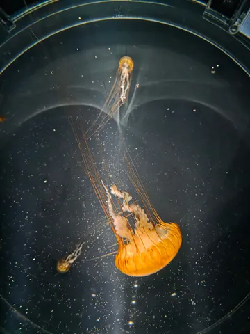 幻想的なクラゲの水中散歩