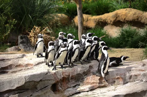ペンギンの楽園、集いの群れ