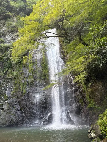 滝と木漏れ日の景観