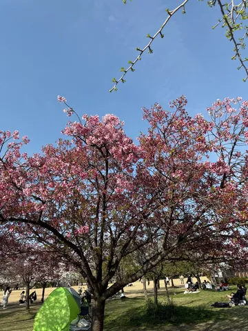 春満開！公園でピクニック