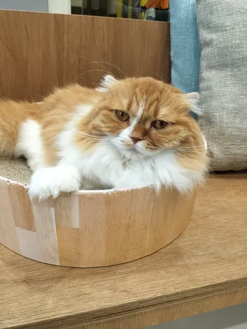 物憂げな顔でくつろぐ猫