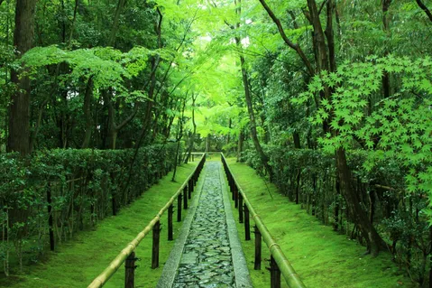 深緑の回廊へ誘う石畳