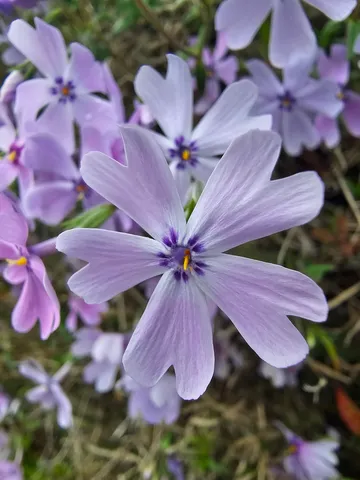 春の訪れ、柔らかな光の花