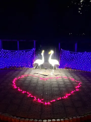 光の白鳥が寄り添う夜
