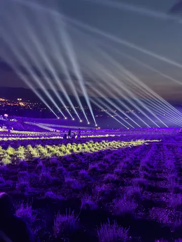 光跡が踊る夜の花畑