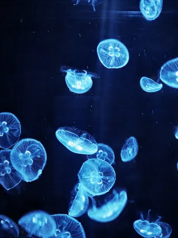 幻想的なクラゲの舞