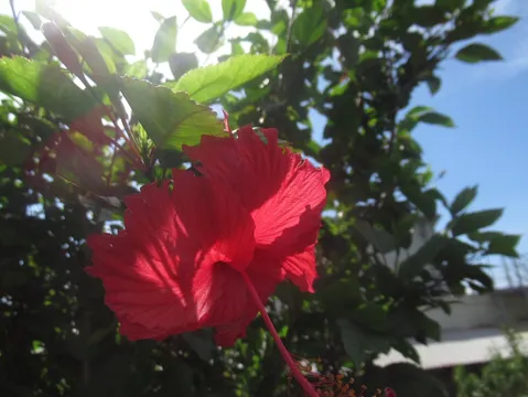 太陽に照らされる鮮やかなハイビスカス