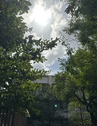 木漏れ日と緑の静かな瞬間