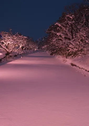 冬の夜道、幻想的なピンクの雪景色