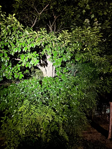 真夜中の緑陰、静寂の誘い