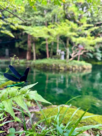 緑に映る水辺の静寂