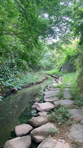 緑陰の水辺と石の道