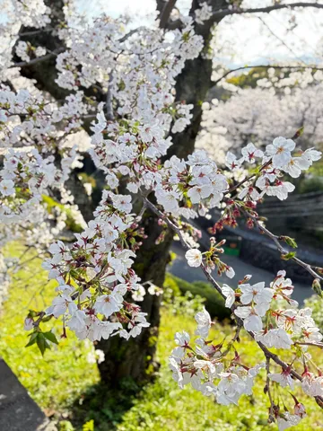春風と桜、水辺の静けさ
