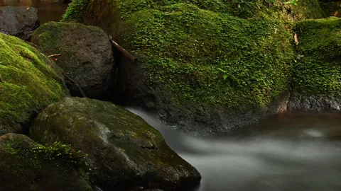 苔むす岩と水の囁き