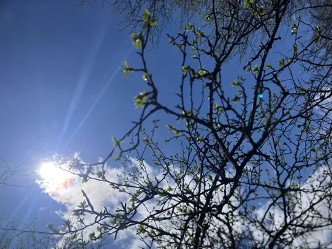 新緑と太陽が眩しい春の空