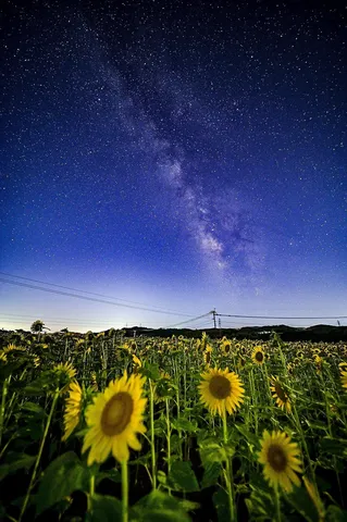星降るひまわり畑