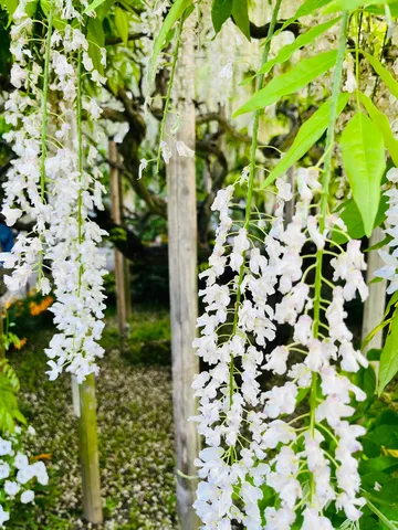 白き藤の、優美な滝。