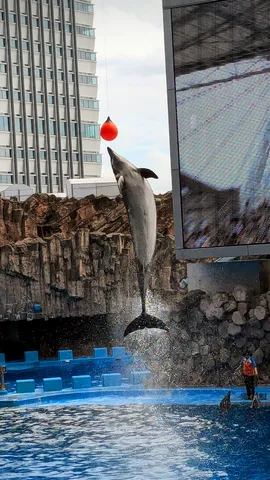 空高く、イルカの大ジャンプ