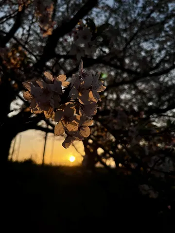 夕暮れに咲く桜の淡い灯火