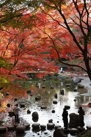 紅葉の川、石の観客席