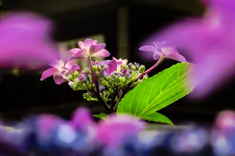 雨粒を纏った紫陽花の儚げな姿