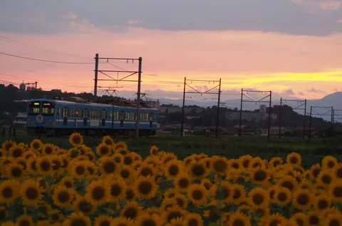 ひまわり咲く、夕暮れの旅路