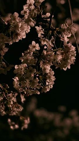 闇夜に咲く桜の調べ