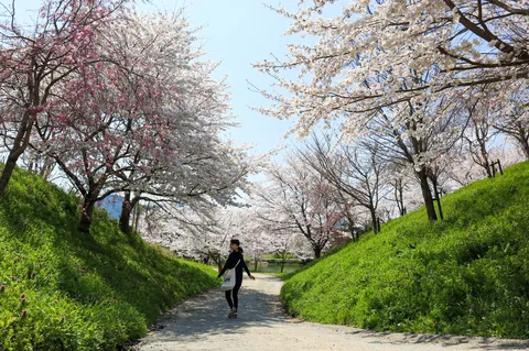春の主役、人間か桜か問題