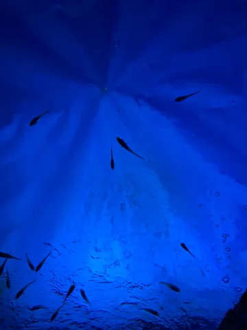 青い深淵、魚たちの影