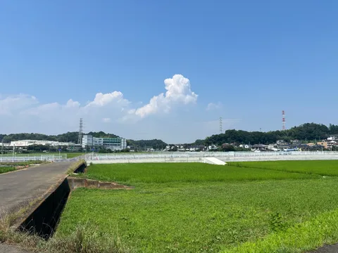 青空と緑のコントラスト