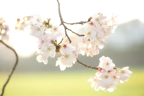 桜の光に揺れる枝影