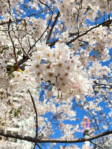 青空に桜がギュッ！