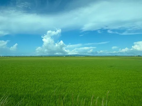 青空と広がる緑の絨毯