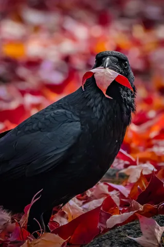 紅葉とカラスの秋時間