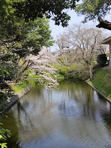 新緑の小川と桜、風情ある風景