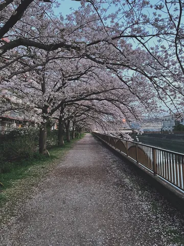 桜のアーチを歩く道