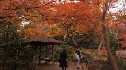 錦秋に染まる、憩いの庭園