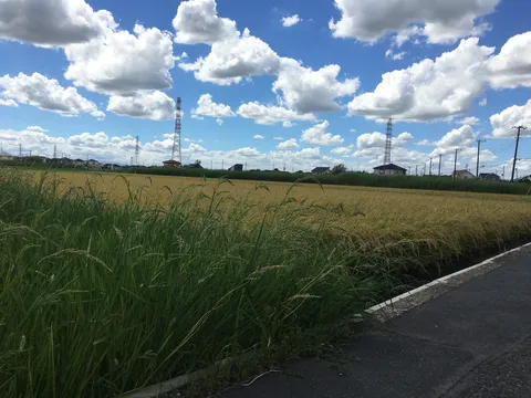 風がそよぐ、黄金色の風景