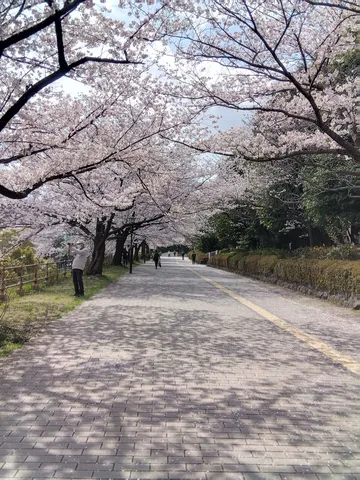 桜並木の下、散歩道