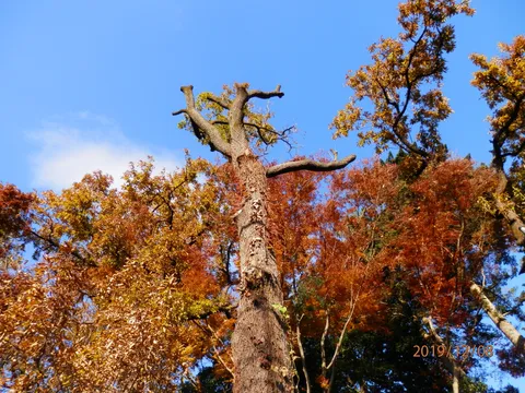 青空に伸びる秋の樹