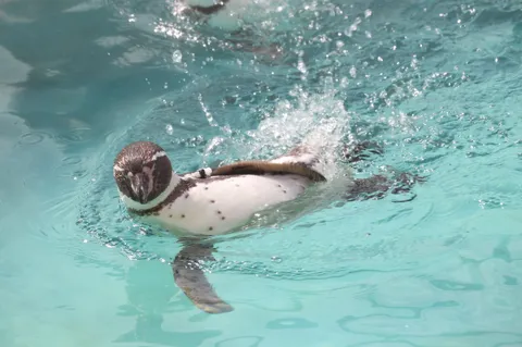 水中を疾走するペンギン