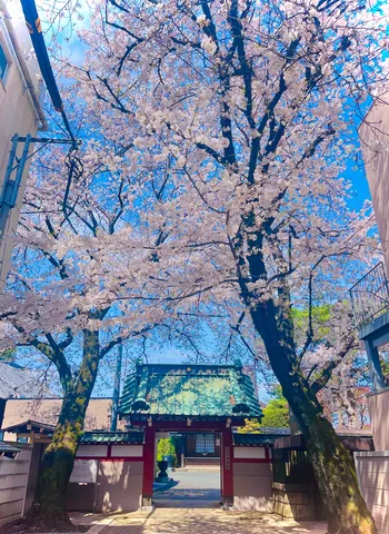桜の屋根をくぐる門