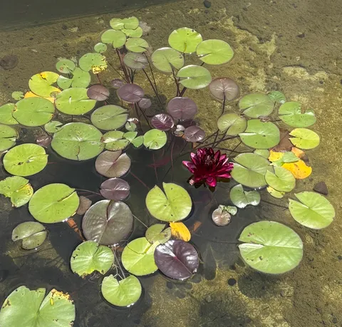 睡蓮の息吹、水面に広がる生命感