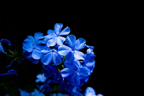 夜空に浮かぶ藍の花