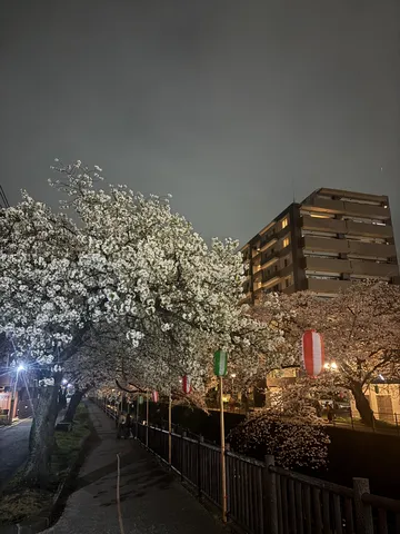 夜桜と都会の灯り