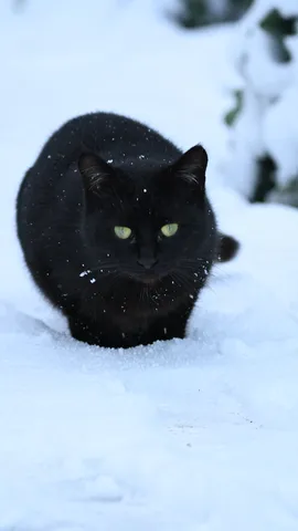 雪に佇む、緑の瞳