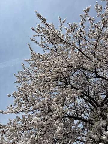 空いっぱいの桜景色